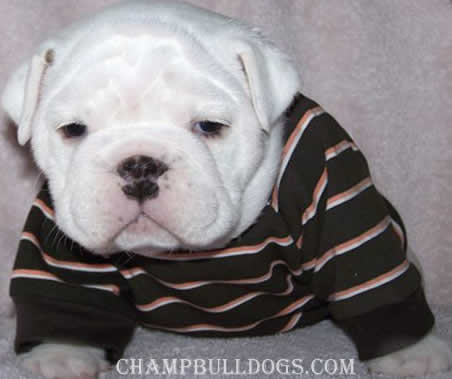 English bulldog puppies pictures in clothes